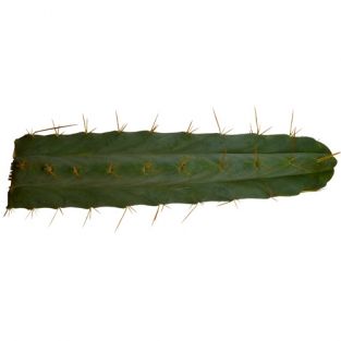 Trichocereus lageniformis - Bolivian torch | Bridgesii